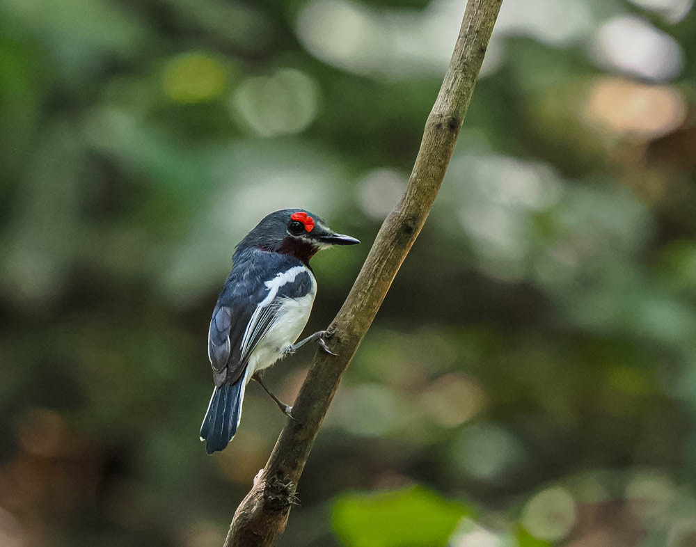 image Brown-throated Wattle-eye